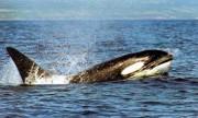 [AF>EDLS] Killer Whale