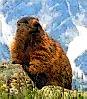 marmot